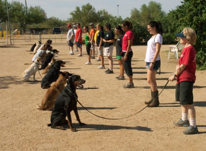 Dog Training Denver